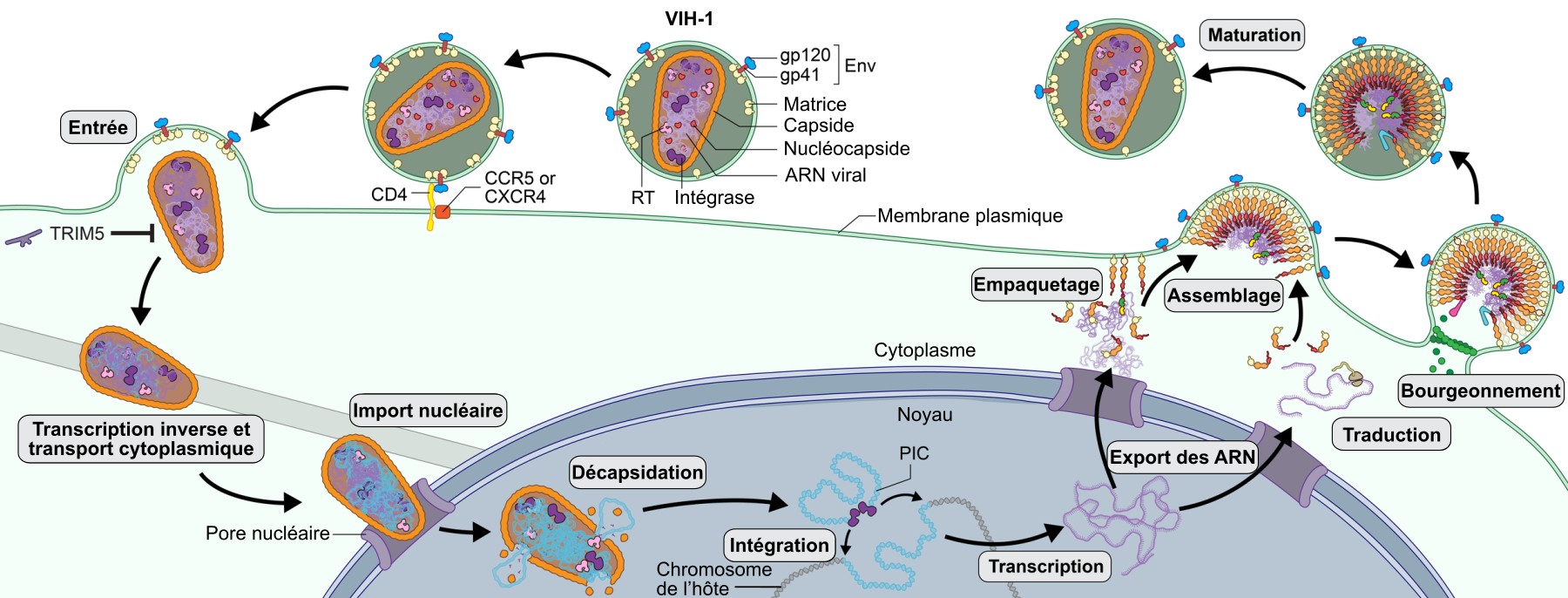 cycle-viral-et-multiplication-du-vih-1-planet-vie